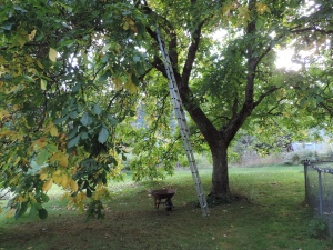 The walnuts have all fallen early but not the leaves, which are just starting to turn yellow.