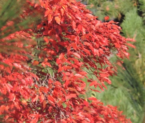 We don't get a lot of red trees here, but this blazing maple, at the Fauquier ferry caught my attention :)